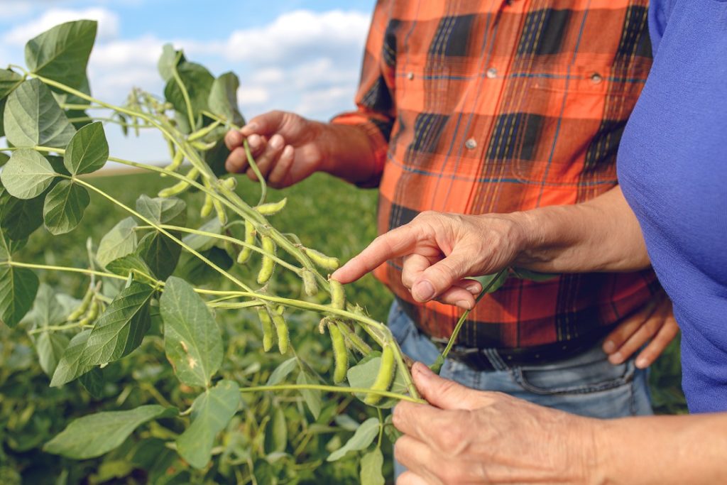 What Is All the Fuss About Soya?
